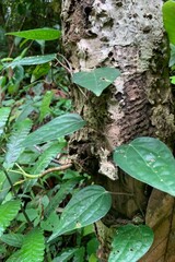 green leaves in the rainy season There are trees that produce many leaves.