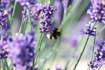 lavender flowers in the field with bumblebee