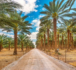 Plantations of date palms for healthy food production. Date palm is iconic ancient plant and famous food crop in the Middle East and North Africa, it has been cultivated for 5000 years - 765744679