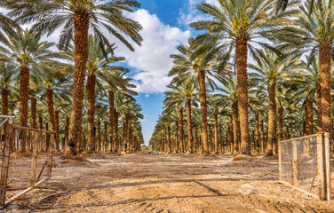 Plantations of date palms for healthy food production. Date palm is iconic ancient plant and famous food crop in the Middle East and North Africa, it has been cultivated for 5000 years - 765745228