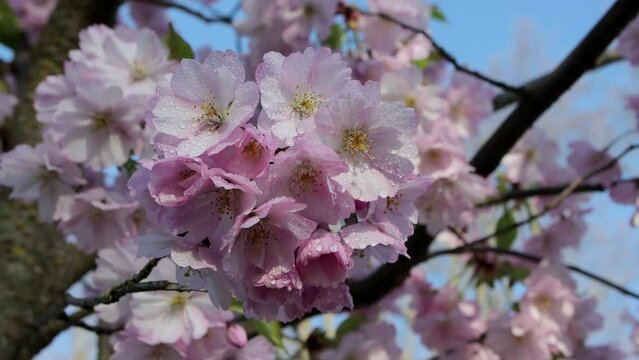 Delicate Sakura pink cherry blossoms covered with morning dew, shiny as they gently sway in the spring breeze against the background of the blue sky, slow motion