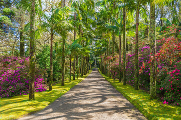 Wander through the enchanting paths of Parque Terra Nostra, a haven of botanical wonders and...