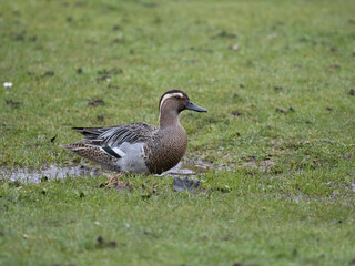 Garganey, Spatula querquedula