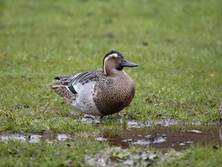 Garganey, Spatula querquedula