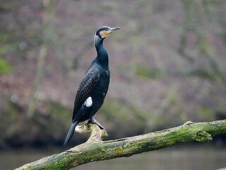 Great cormorant, Phalacrocorax carbo
