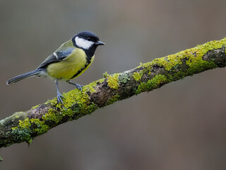 Great tit, Parus major