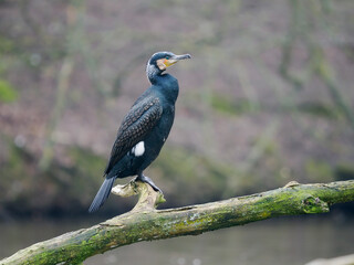 Great cormorant, Phalacrocorax carbo