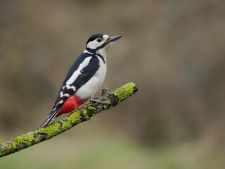 Great-spotted woodpecker, Dendrocopos major