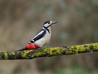 Great-spotted woodpecker, Dendrocopos major