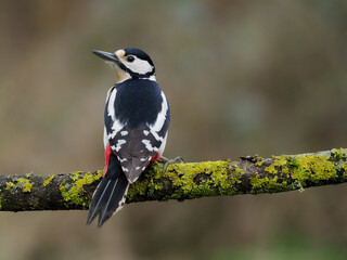 Great-spotted woodpecker, Dendrocopos major
