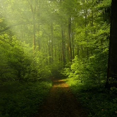Tuinposter footpath in the forest © Anwar