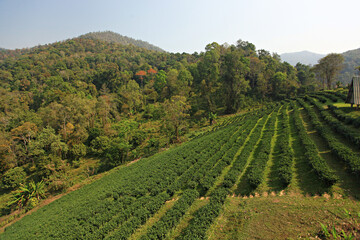 Fototapeta na wymiar Tea plants in the tea garden, Shoots of tea leaves in Chiang mai Province, Thailand