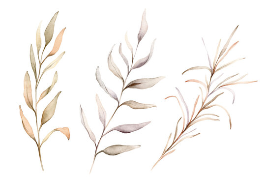 Set of watercolor botanical autumn illustration branches. Autumn floral illustration. Fall vibes. Hand painted drawing isolated on white background. elegant floral herds pastel color. Cute plants