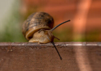 lumaca, chiocciola, snail,