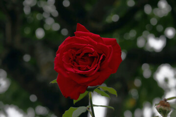 Rose, rote Rosen, Rosenblüte, Blüten, Blumen