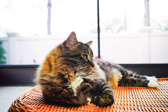 A cute brown maine coon cat keeps alert during relax