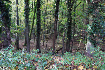 Wald, Bäume, Laubwald, Mystik, Natur, Bayern, Eichen, Buchen