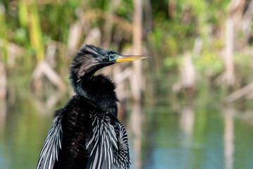 Male Anhinga 