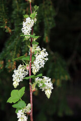 Flowering Currant blooms, Derbyshire England
