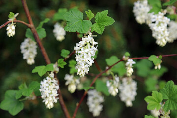 Macro image of Flowering Currant blooms, Derbyshire England
