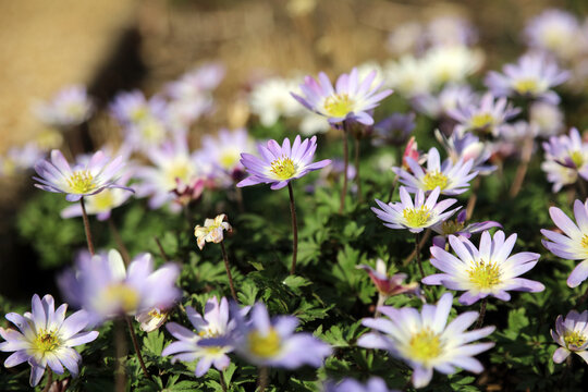 Low level macro image of purple and white Grecian Windflower flowers, Derbyshire England