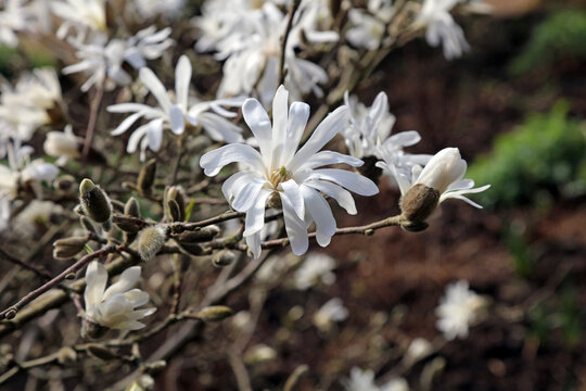Macro image of Star Magnolia blooms, Derbyshire England
