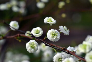 Blühender Zweig einer Pflaumenblättrigen Spiere