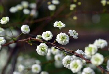 Blühender Zweig einer Pflaumenblättrigen Spiere