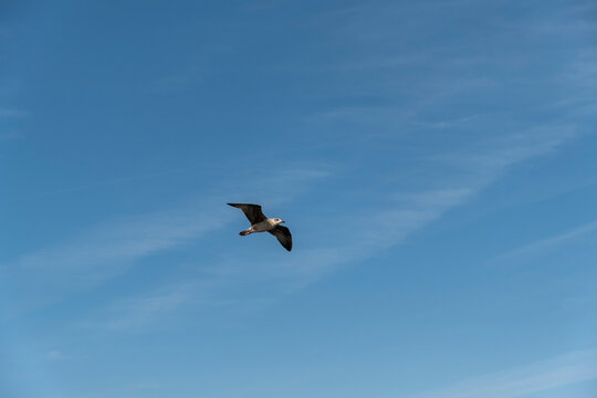 Seagull on blue background. European herring gull, Larus argentatus. Seagull flying in front of blue clouds.