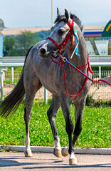 Portrait of a grey arabian horse.