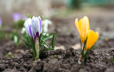 Close-up of spring crocus flowers in raindrops with green leaves, yellow, white and purple petals