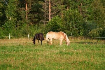 Naklejka na ściany i meble A Peaceful Moment is Captured as Horses Graze in a Lush Green Meadow Surrounded by Nature Beauty.