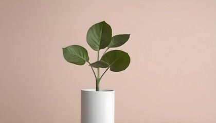 Minimalistic background with a plant front of a wall