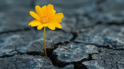 Resilient Yellow Flower Emerging From Ground Crack
