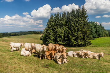 Cows on a pasture near Letohrad, Czech Republic - 765759852