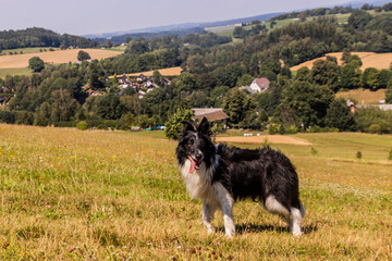 Collie breed dog on a meadow near Letohrad, Czech Republic