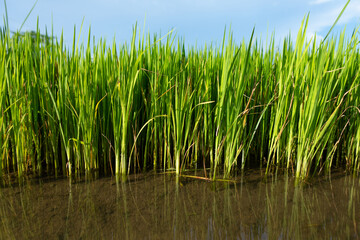Rice seeds before being planted in the rice fields