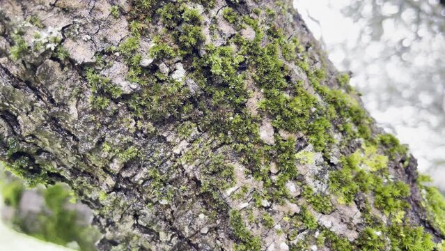 Tree trunk bark covered with green moos and lichen, serious disease of tree trunk leading to growth slowing down and crop reduction. Tree trunk texture in bad conditions