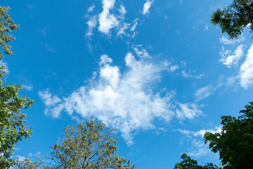 Fototapeta premium Low angle view of tropical trees and blue sky with cloud