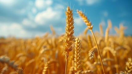 Fototapeta premium Two Silos in Wheat Field Under Cloudy Blue Sky