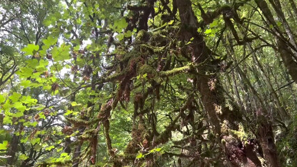 Fototapeta premium tree in the rain Old trees, grass, flowers, mountains, beautiful green leaves 