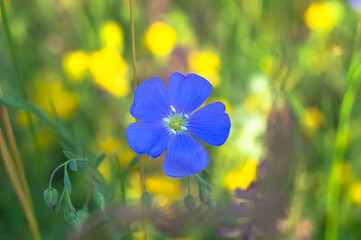 The delicate blue-purple color of Linum usitatissimum on a fresh green background with bright yellow flowers