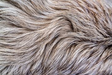 Caucasian Shepherd dog with thick hair.