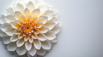 White and Yellow Flower Against White Wall