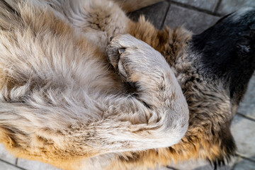 Fototapeta premium Red Caucasian Shepherd dog, front paw.
