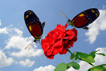 2 Tiger longwing butterfles on a Rosa Don Juan