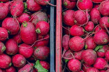 close up of two crate baskets creating a divided compostion with harvest of raw group of radishes