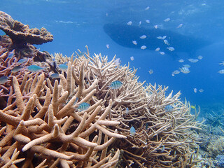 Fototapeta na wymiar 沖縄・宮古島の沖合、八重干瀬の美しいサンゴ礁