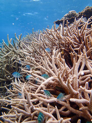 Fototapeta na wymiar 沖縄・宮古島の沖合、八重干瀬の美しいサンゴ礁