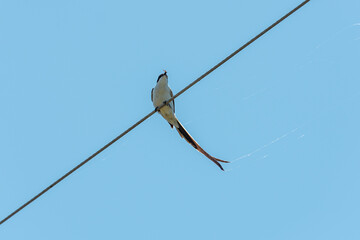 Aves de campo en su ambiente natural